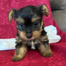 Yorkshire Terrier Puppy Ziggy