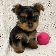 Yorkshire Terrier Puppy Ziggy