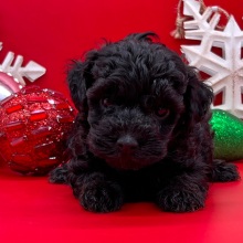 Cockapoo Puppy Figgy