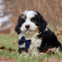 Bernedoodle Puppy Carlos