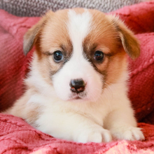Pembroke Welsh Corgi Puppy Esther