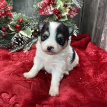 Pomeranian Puppy Wendy