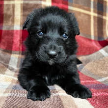 German Shepherd Dog Puppy Axel