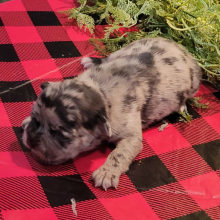 French Bulldog Puppy Jewel