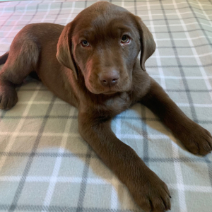 Labrador Retriever Puppy Titan