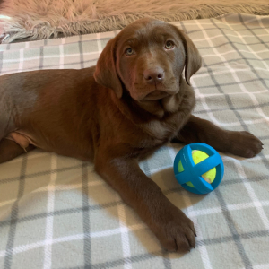 Labrador Retriever Puppy Titan