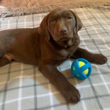 Labrador Retriever Puppy Titan
