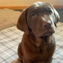 Labrador Retriever Puppy Titan