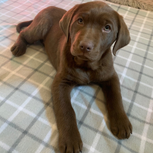Labrador Retriever Puppy Titan