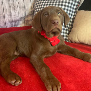 Labrador Retriever Puppy Titan