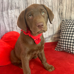 Labrador Retriever Puppy Titan
