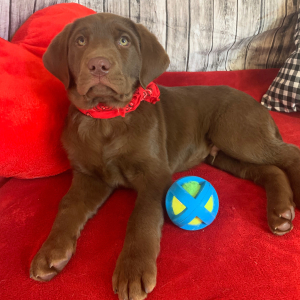 Labrador Retriever Puppy Titan