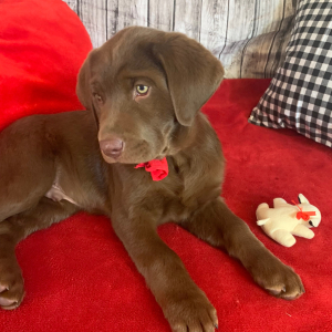 Labrador Retriever Puppy Titan