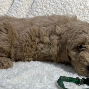 Goldendoodle Puppy Archer Doodle