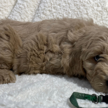Goldendoodle Puppy Archer Doodle