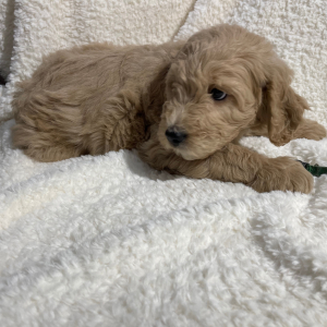 Goldendoodle Puppy Archer Doodle