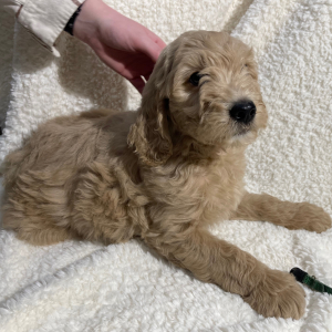 Goldendoodle Puppy Archer Doodle