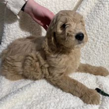 Goldendoodle Puppy Archer Doodle