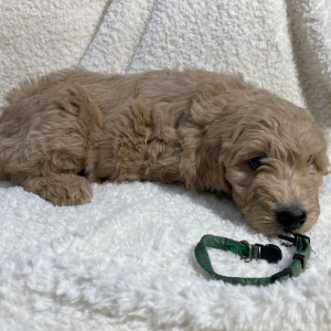 Goldendoodle Puppy Archer Doodle