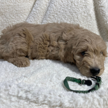 Goldendoodle Puppy Archer Doodle