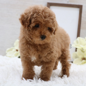 Poodle Puppy Oliver