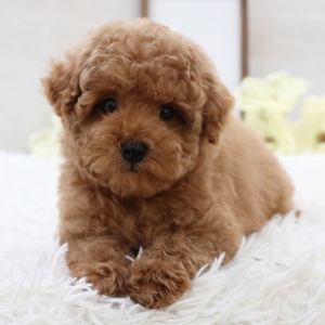 Poodle Puppy Oliver