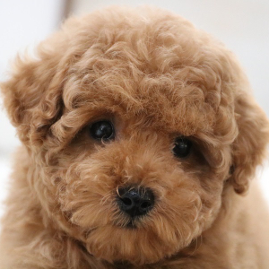 Poodle Puppy Oliver