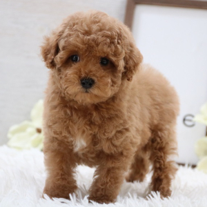 Poodle Puppy Oliver