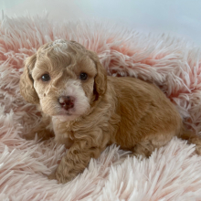 Cavapoo Puppy Charlie