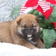 Shiba Inu Puppy Curry