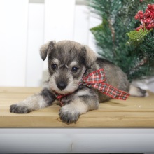 Miniature Schnauzer Puppy Kylie