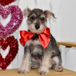 Miniature Schnauzer Puppy Kylie