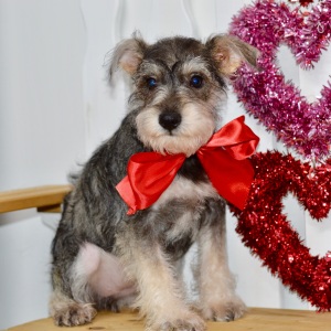Miniature Schnauzer Puppy Kylie