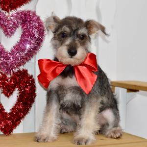 Miniature Schnauzer Puppy Kylie