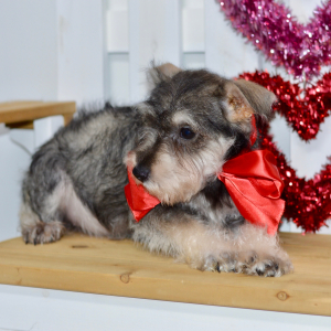 Miniature Schnauzer Puppy Kylie