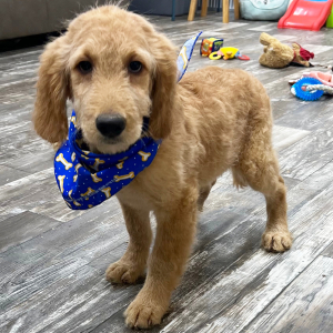 Goldendoodle Puppy Kyler