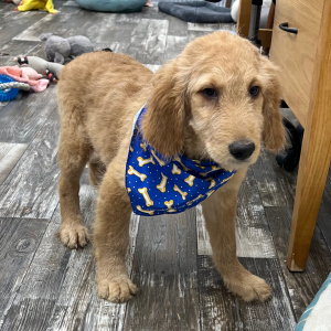 Goldendoodle Puppy Kyler