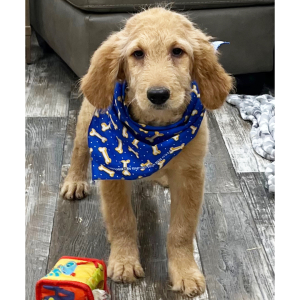 Goldendoodle Puppy Kyler