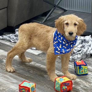 Goldendoodle Puppy Kyler