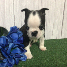 Boston Terrier Puppy Kannon