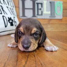 Beagle Puppy Fozzy
