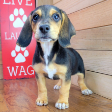 Beagle Puppy Fozzy