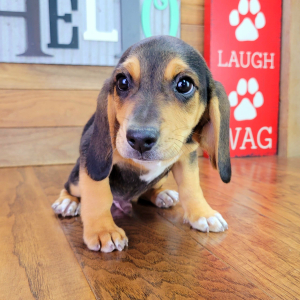 Beagle Puppy Fozzy