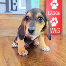 Beagle Puppy Fozzy