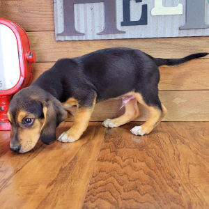 Beagle Puppy Fozzy