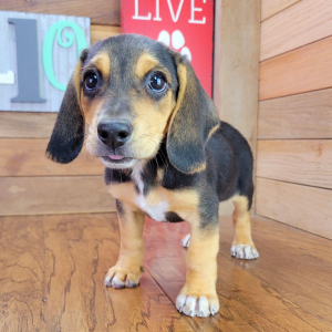 Beagle Puppy Fozzy