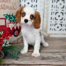 Cavalier King Charles Spaniel Puppy Fletcher