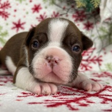 Boston Terrier Puppy Chad