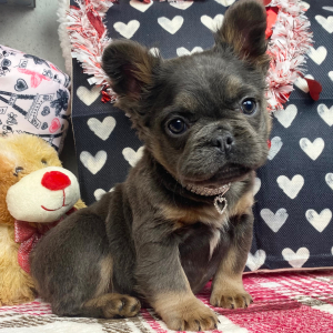 French Bulldog Puppy Fluffy Penny
