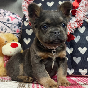 French Bulldog Puppy Fluffy Penny